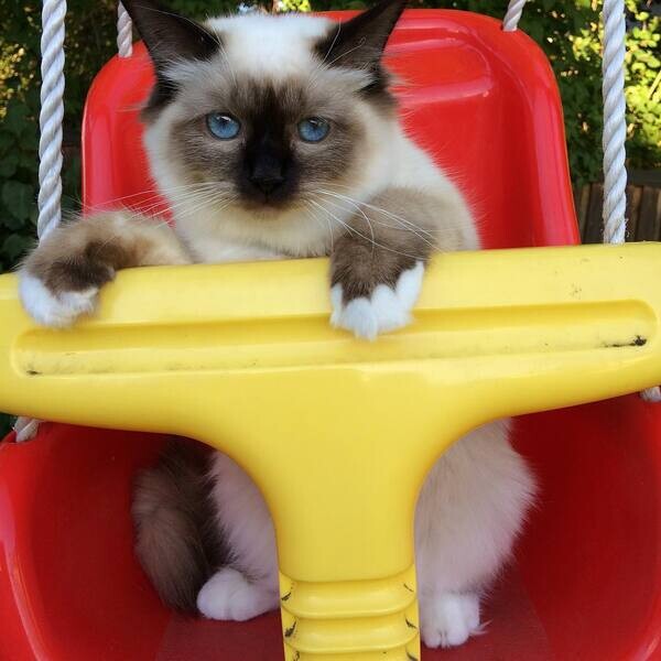 Birman Kitten  WhatsApp me : +971 58 208 8241