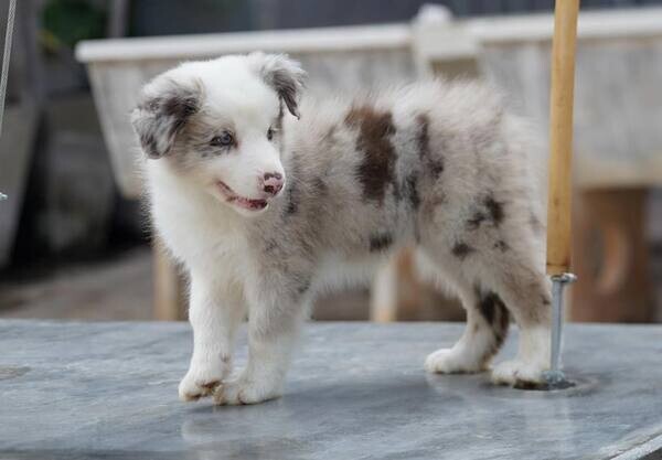  Bearded Collie  WhatsApp me : +971 58 208 8241