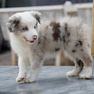 Bearded Collie WhatsApp me : +971 58 208 8241 | PostAds PH