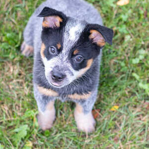 (Blue Heeler Puppies) Available now | PostAds PH