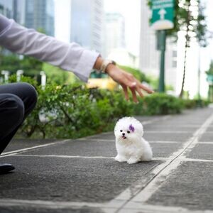Toy Bichon Frises Puppies WhatsApp me : +971 58 208 8241 | PostAds PH