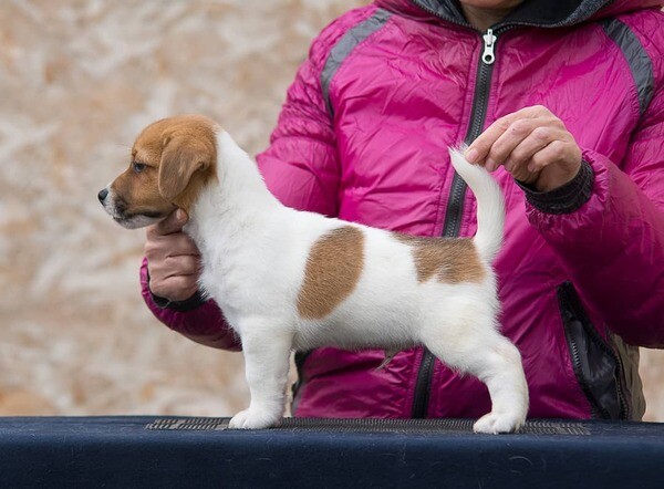 Jack Russell Terrier PuppiesS   WhatsApp me : +971 58 208 8241