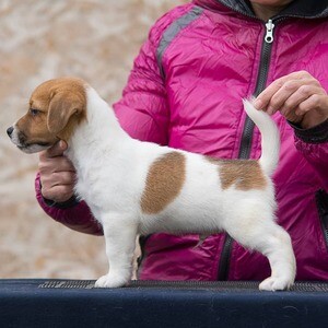 Jack Russell Terrier PuppiesS WhatsApp me : +971 58 208 8241 | PostAds PH