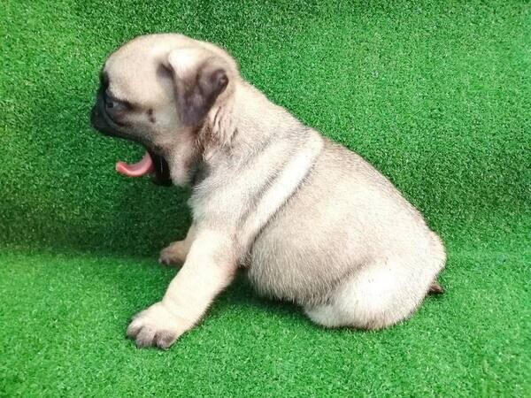   Pug Puppies  s 
