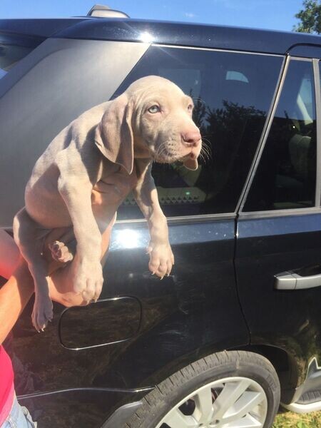  Weimaraner Puppiess    WhatsApp me : +971 58 208 8241