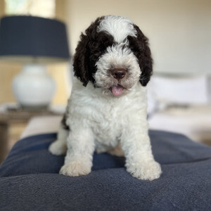 Lagotto Romagnolo puppie | PostAds PH