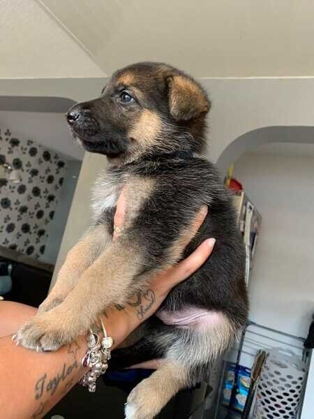 German Shepherd Puppies ( KC )