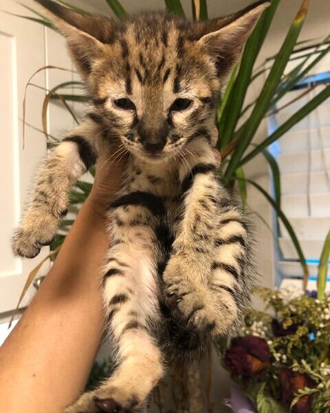  savannah kittens fo sale WhatsApp me : +971 58 208 8241