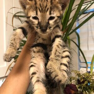 savannah kittens fo sale WhatsApp me : +971 58 208 8241 | PostAds PH