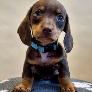 Dachshund puppies for sale | PostAds PH
