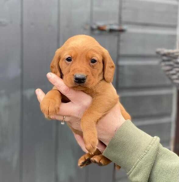 Labrador retriever puppies