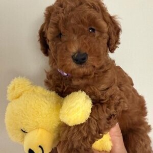 Stunning Toy poodle pups | PostAds PH