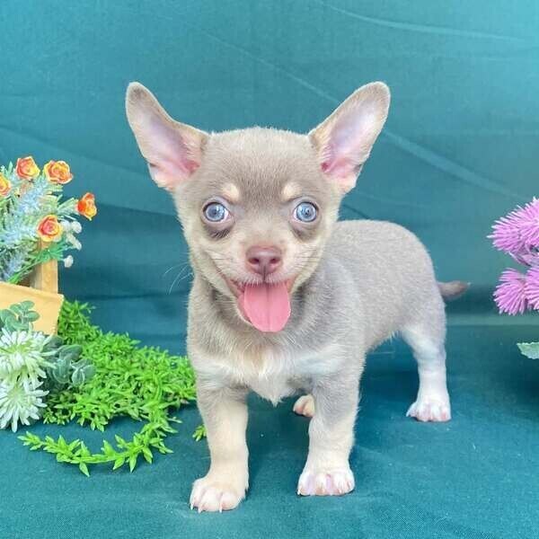 Apple head Chihuahuas