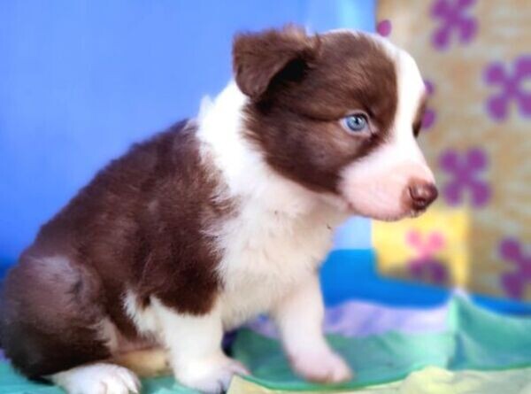 border collie puppys
