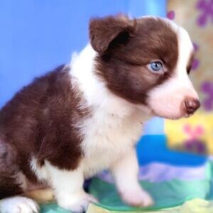 border collie puppys | PostAds PH