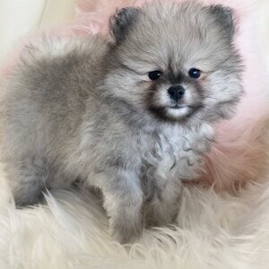 Pomeranian puppies KC reg | PostAds PH