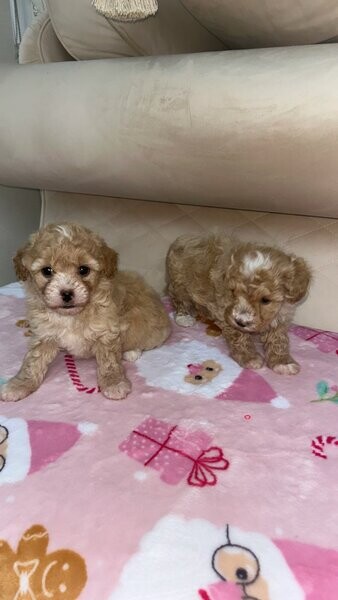 Cute Maltipoo