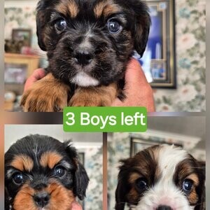 Cavalier King Charles Spaniel babies | PostAds PH