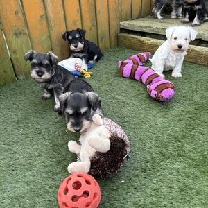 Miniature Schnauzer now | PostAds PH