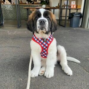 Saint Bernard Puppiez WhatsApp me : +971 58 208 8241 | PostAds PH