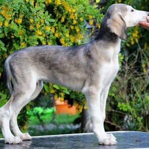 Saluki Puppies WhatsApp me : +971 58 208 8241 | PostAds PH