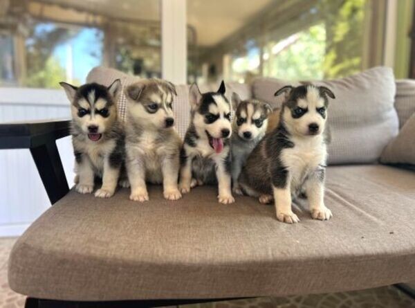 Siberian Husky Puppy's