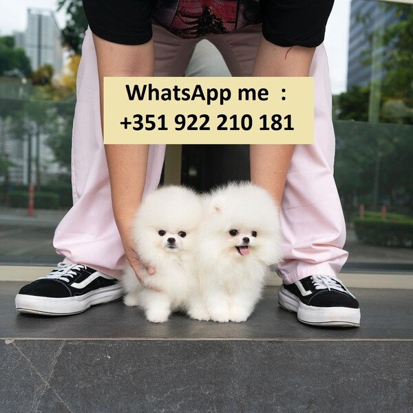  Teacup Pomeranian  WhatsApp me : +971 58 208 8241
