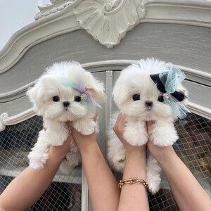 Teacup Maltese WhatsApp me : +971 58 208 8241 | PostAds PH