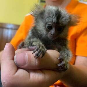 Marmoset Monkeys WhatsApp me : +971 58 208 8241 | PostAds PH