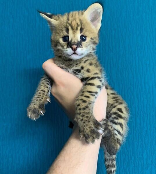  Serval Kittens  WhatsApp me : +971 58 208 8241