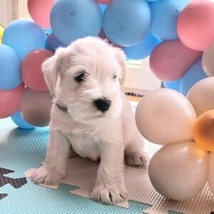 Miniature Schnauzer | PostAds PH