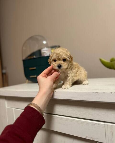 Cute Maltipoo