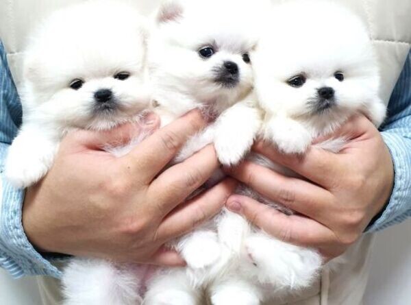 Pomeranian puppies Available