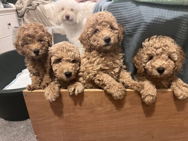 Toy red cockapoo puppies