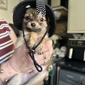 Apple head Chihuahuas | PostAds PH