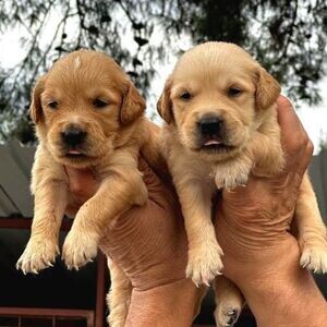 Golden Retriever Puppies | PostAds PH