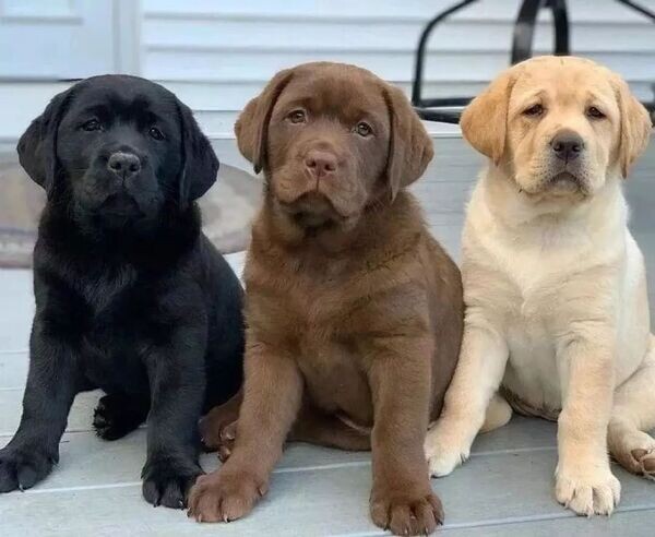  Labrador Puppies WhatsApp me : +971 58 208 8241