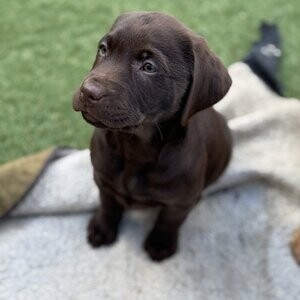 Labrador Retriever | PostAds PH
