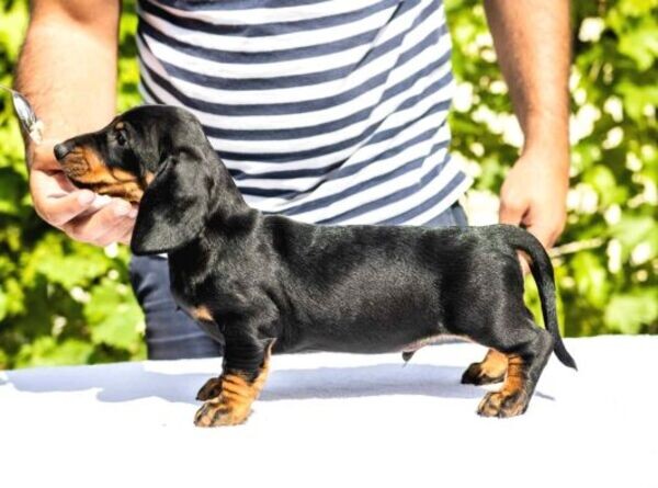 Dachshund puppies for sale