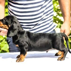 Dachshund puppies for sale | PostAds PH