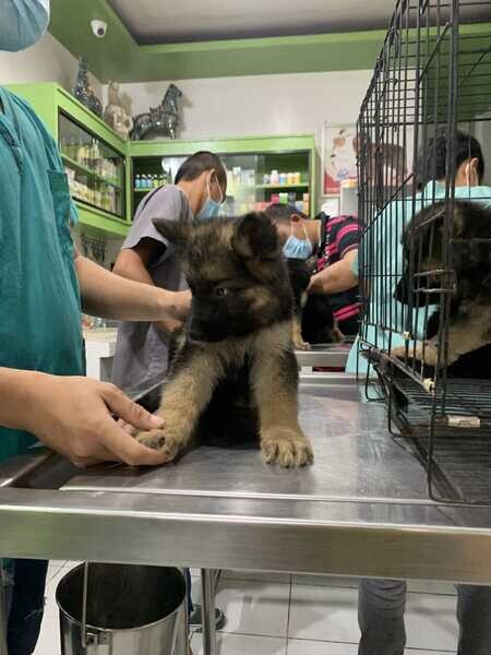 German Shepherd Puppies ( KC ) Reg