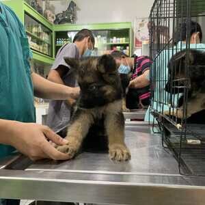 German Shepherd Puppies ( KC ) Reg | PostAds PH