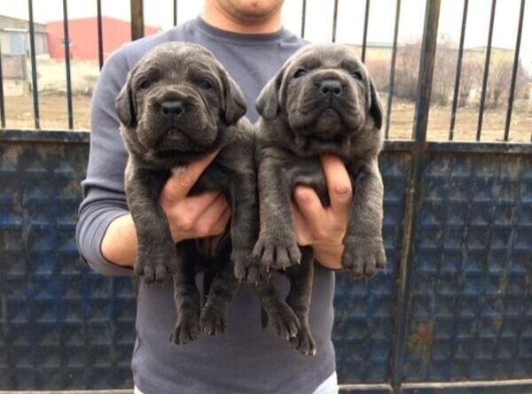 Champion Cane Corso Puppy
