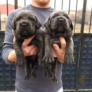 Champion Cane Corso Puppy | PostAds PH