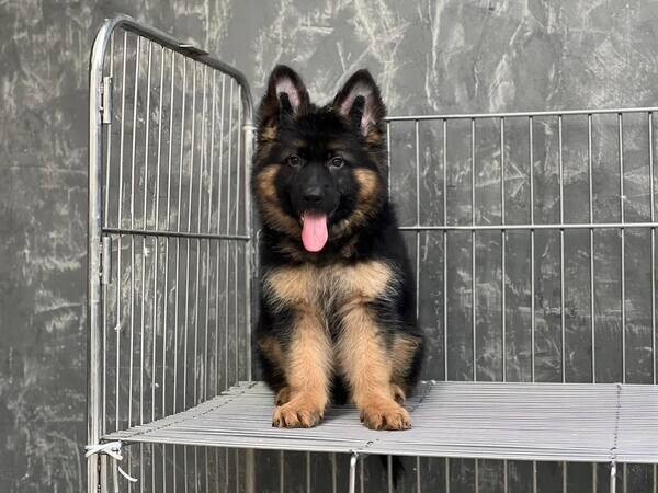   German Shepherds WhatsApp me : +971 58 208 8241