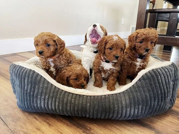 F1b Cavapoo Puppies homebred