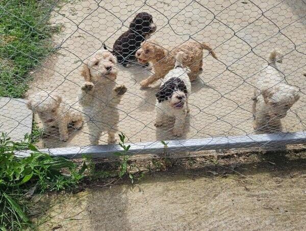 Lagotto Romagnolo puppies=