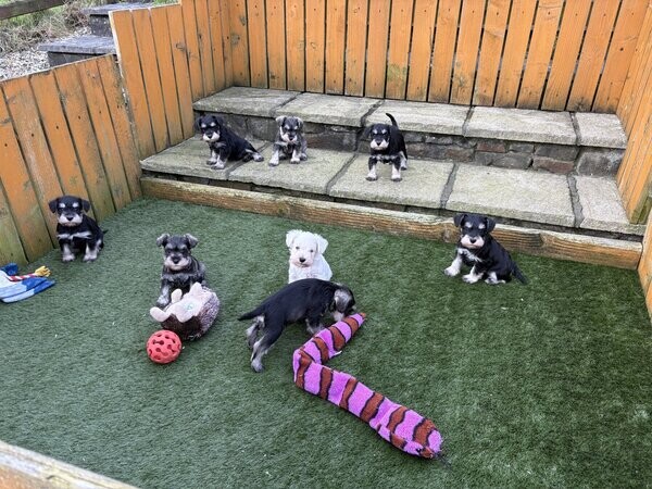 Miniature labradoodles Puppies 