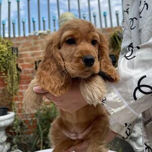 3 Cocker Spaniel Puppies WhatsApp me : +971 58 208 8241 | PostAds PH