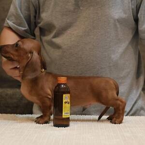 2 Mini dachshund puppies WhatsApp me : +971 58 208 8241 | PostAds PH